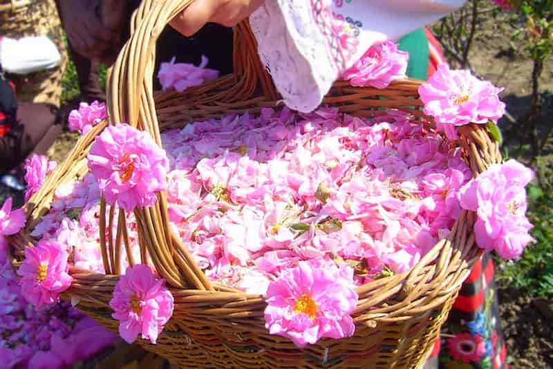 تصویر 4 از گلاب کاشان اصل با عطر طبیعی و ماندگار
